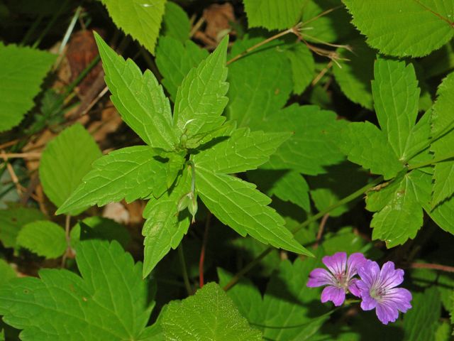 Geranium nodosum / Geranio nodoso